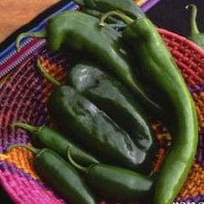 Peppers Southwestern Chile - Renee's Garden Seeds