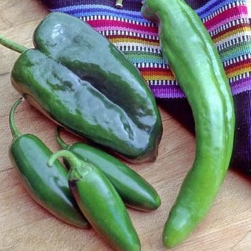 Peppers Southwestern Chile - Renee's Garden Seeds