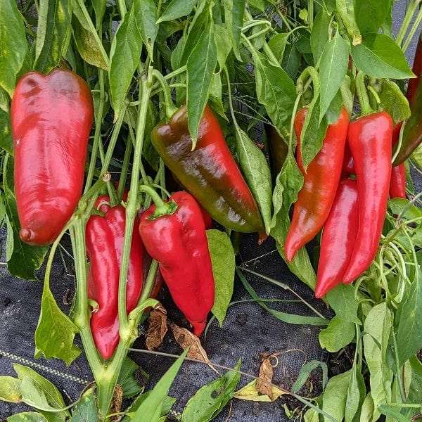 Pepper Stocky Red Roaster - Saanich Organics