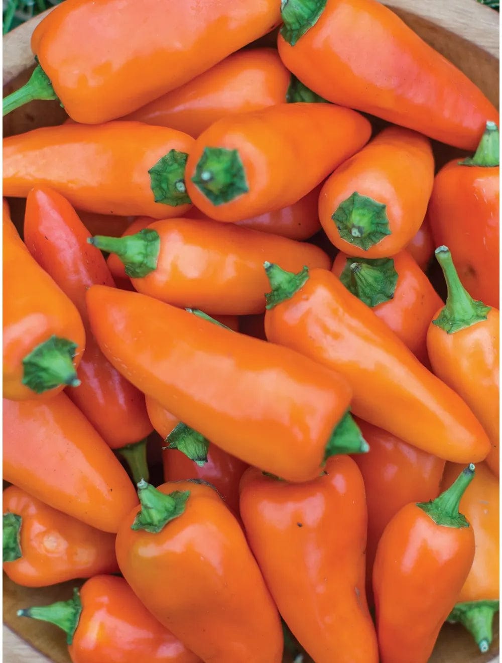 Pepper Tangerine Dream - Burpee Seeds