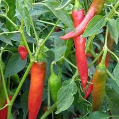 Peppers Tibetan Lhasa - Renee Garden