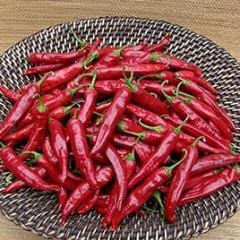 Peppers Tibetan Lhasa - Renee Garden