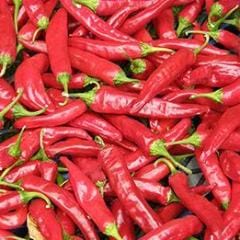 Peppers Tibetan Lhasa - Renee Garden