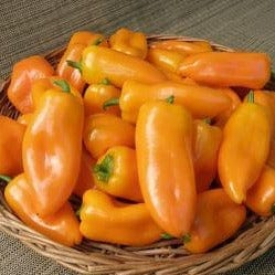 Pepper Yummy Belles - Renee's Garden Seeds