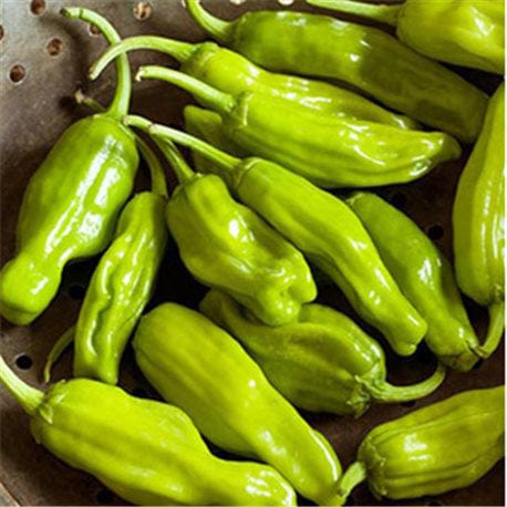 Pepperoncini Golden Greek - Saanich Organics