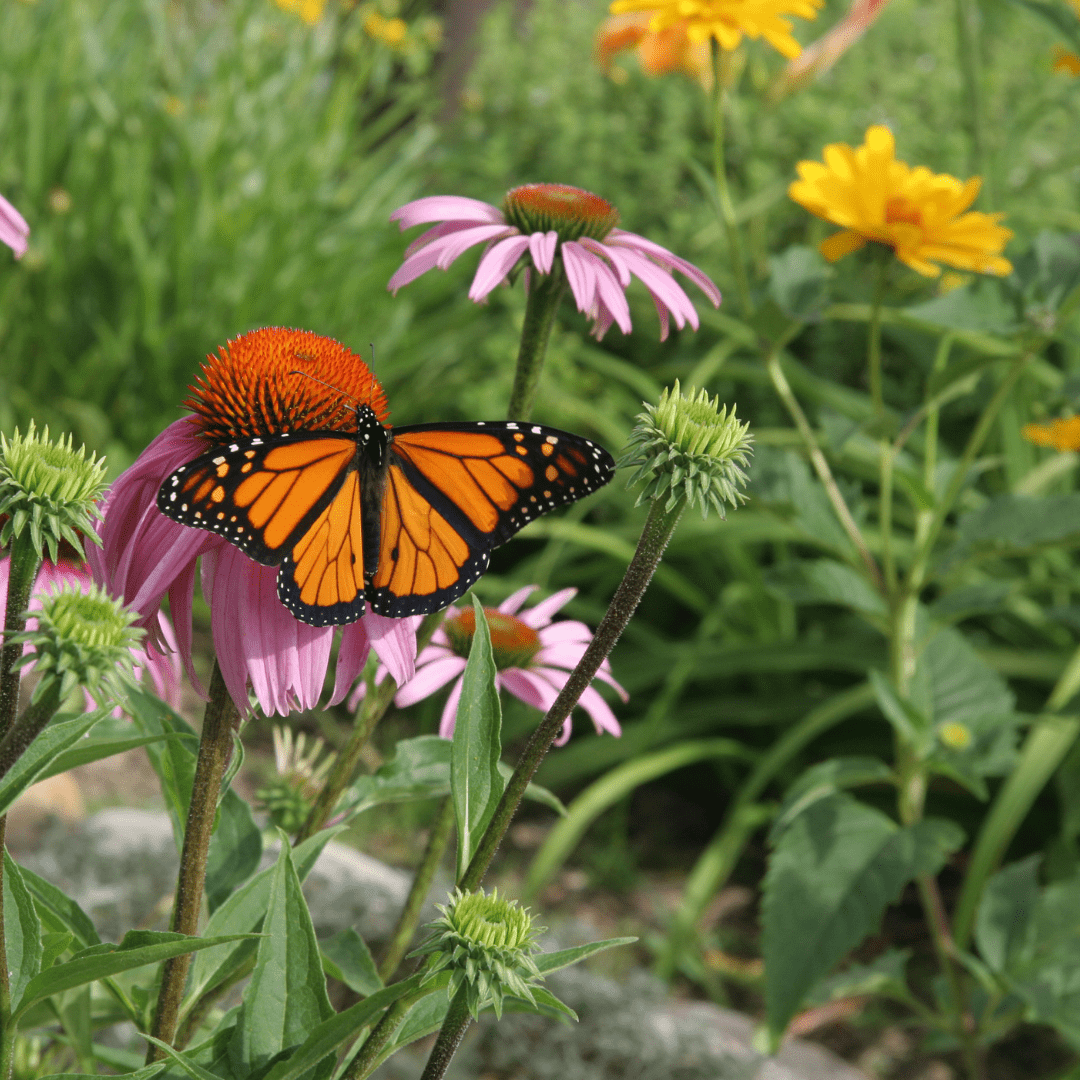 Perennial Garden - Ontario Seed Company