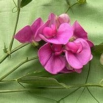 Perennial Sweet Pea Orchids - Renee's Garden Seeds