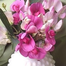 Perennial Sweet Pea Orchids - Renee's Garden Seeds