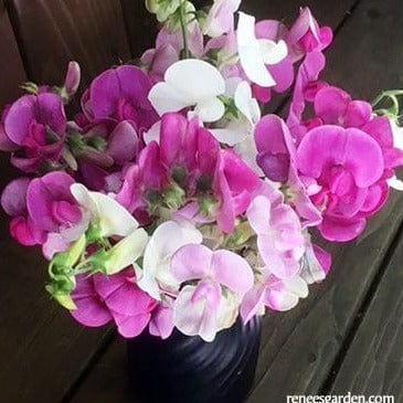 Perennial Sweet Pea Orchids - Renee's Garden Seeds