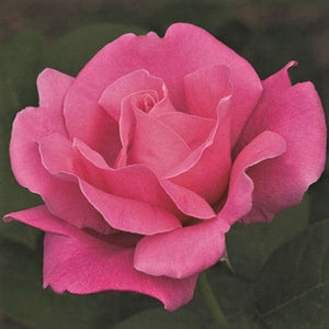 Perfume Delight - Weeks Rose