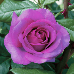 Perfume Factory - Weeks Rose