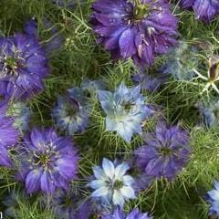 Persian Violet Nigella - Renee's Garden
