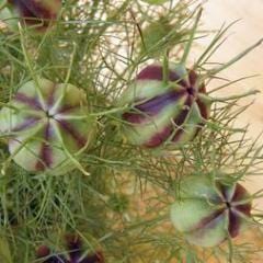 Persian Violet Nigella - Renee's Garden