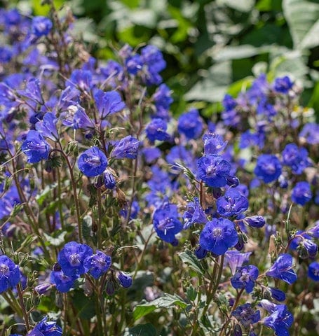 Phacelia California Bluebell - West Coast Seeds