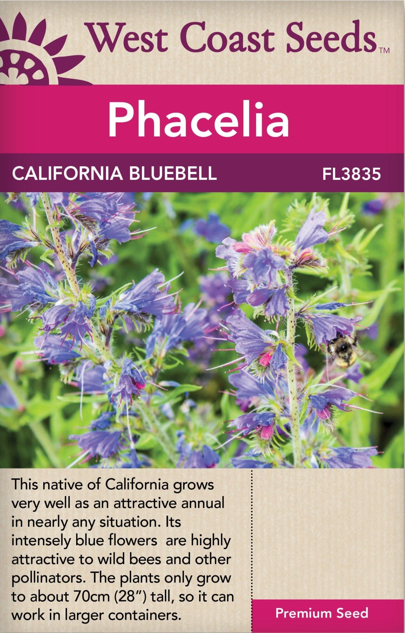 Phacelia California Bluebell - West Coast Seeds