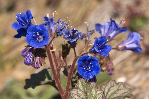 Phacelia California Bluebell - West Coast Seeds