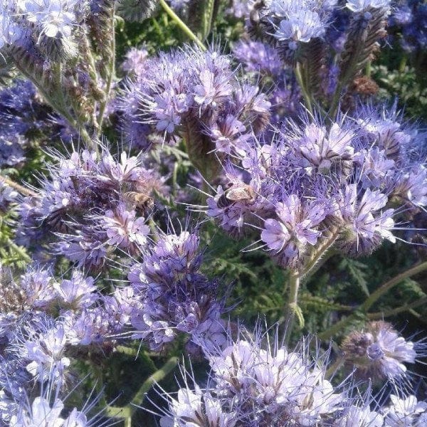 Phacelia Wildflower - Saanich Organics