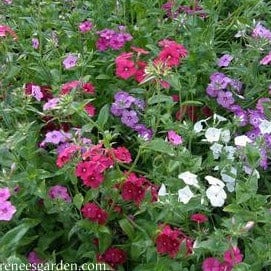 Phlox Dutch Tapestry - Renee`s Garden Seeds