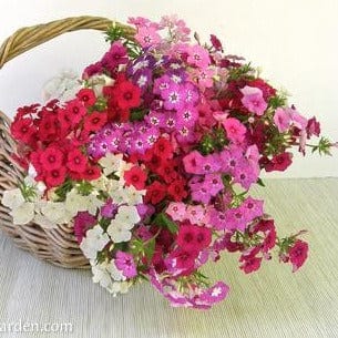 Phlox Dutch Tapestry - Renee`s Garden Seeds