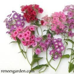 Phlox Dutch Tapestry - Renee`s Garden Seeds