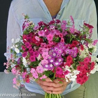 Phlox Dutch Tapestry - Renee`s Garden Seeds