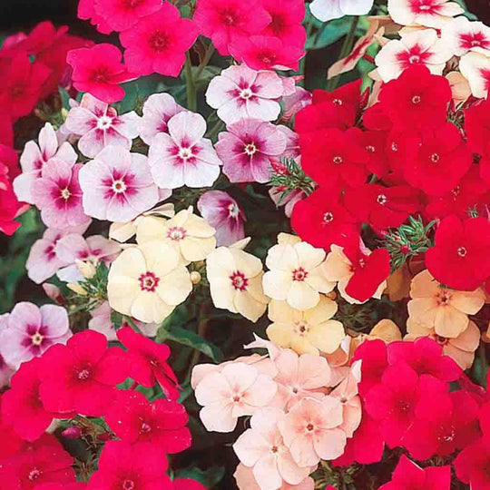 Phlox Dwarf Beauty Mix - McKenzie Seeds