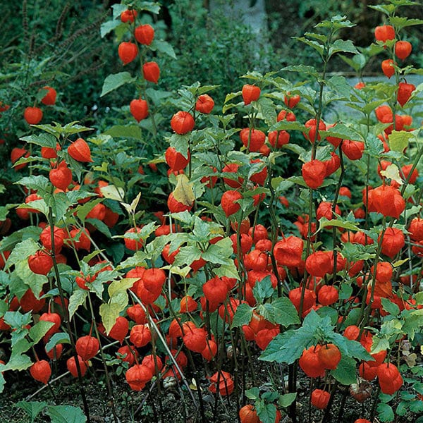 Physalis Chinese Lanterns