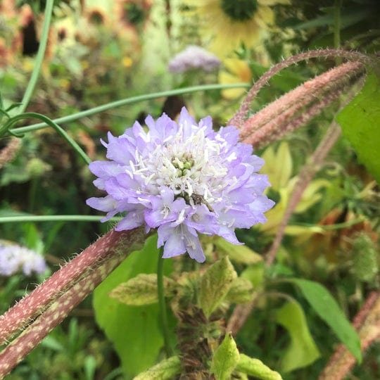 Pincushion Mix - Salt Spring Seeds