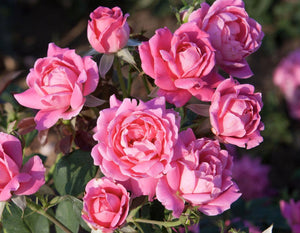 Pink Double Knock Out - Star Roses and Plants