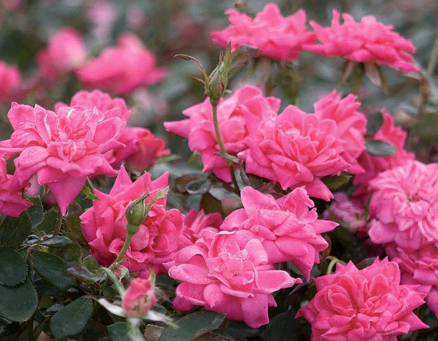 Pink Double Knock Out - Star Roses and Plants