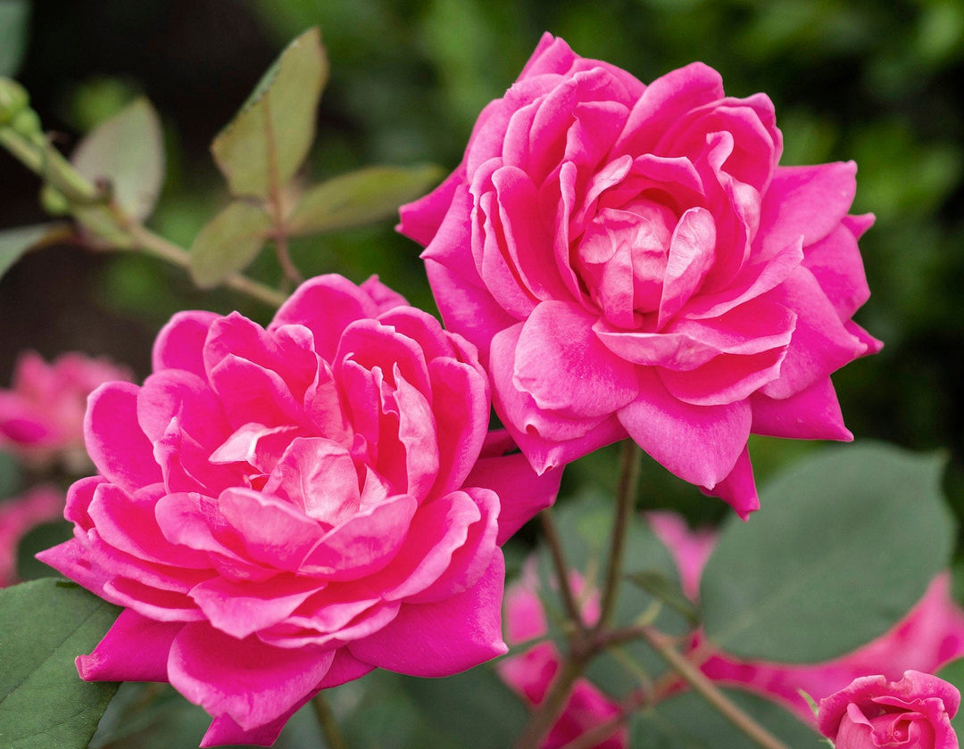 Pink Double Knock Out - Star Roses and Plants