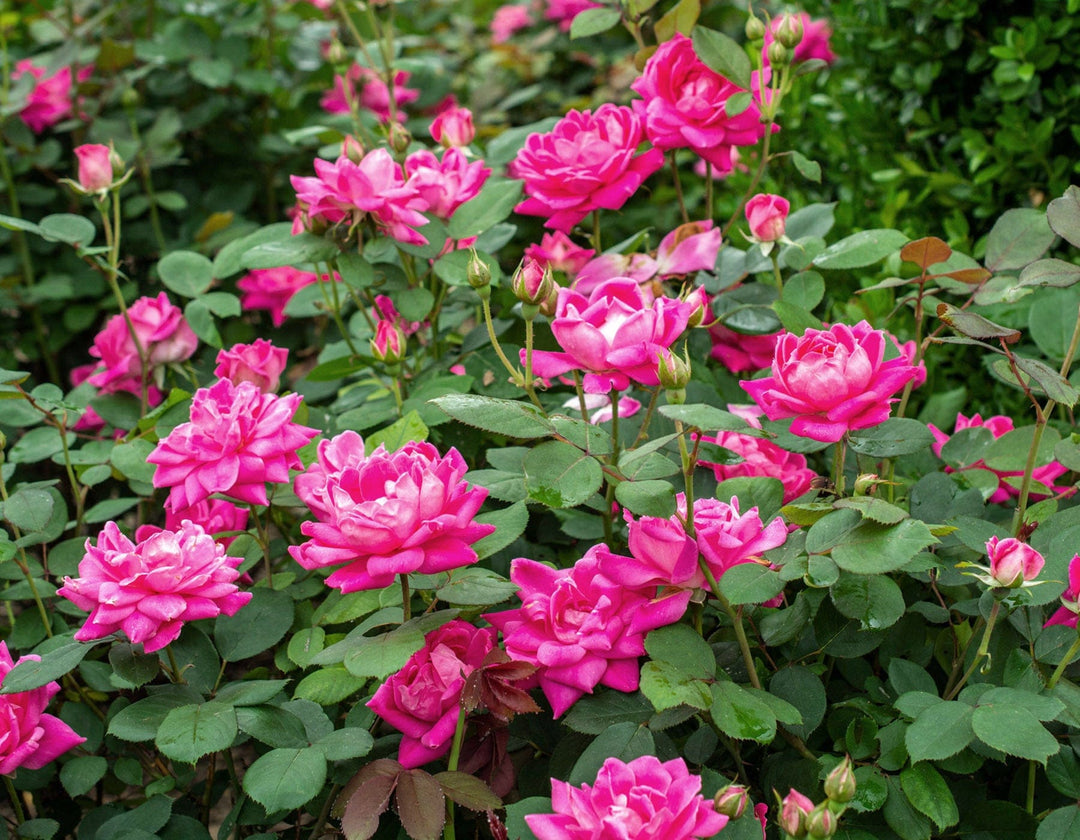 Pink Double Knock Out - Star Roses and Plants