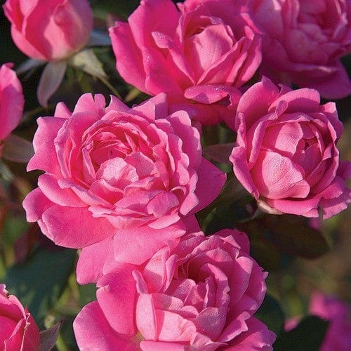 Pink Double Knock Out - Weeks Rose