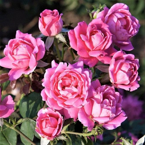 Pink Double Knock Out - Weeks Rose