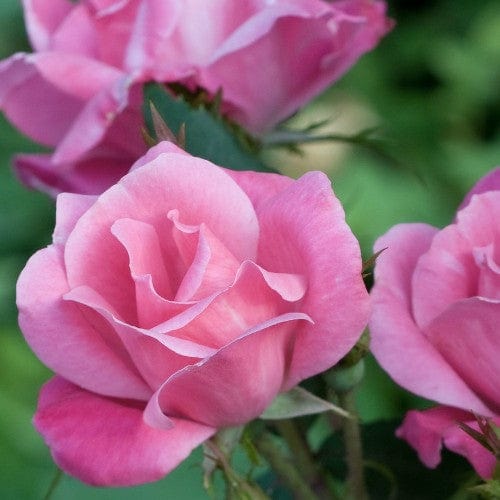 Pink Knock Out - Weeks Rose