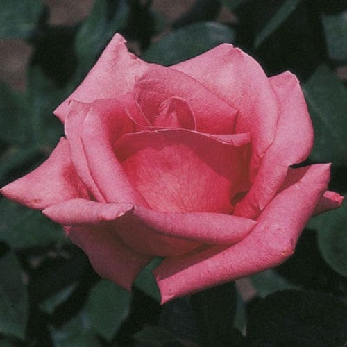 Pink Peace - Weeks Rose