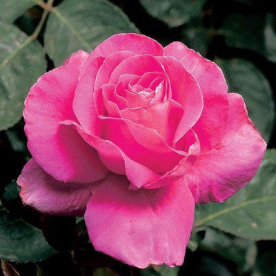 Pink Peace - Weeks Rose