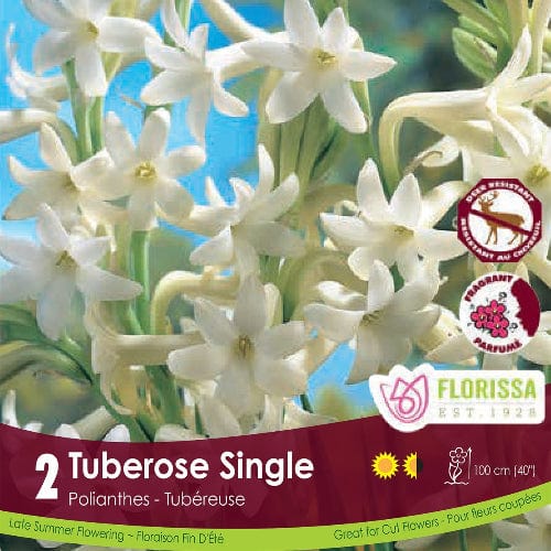 Tuberose Single Spring Bulb