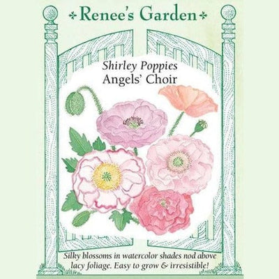 Poppy Angels' Choir - Renee's Garden Seeds