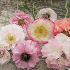 Poppy Angels'  Choir - Renee's Garden