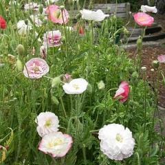 Poppy Angels'  Choir - Renee's Garden