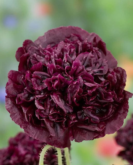 Poppy Black Peony - West Coast Seeds