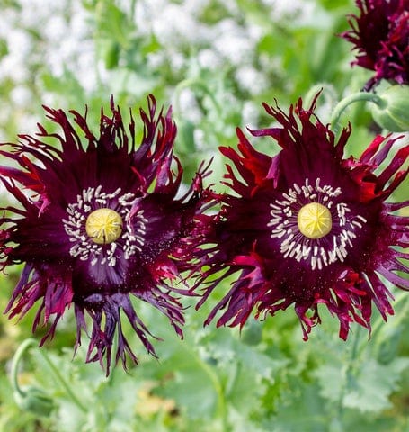 Poppy Black Swan - West Coast Seeds