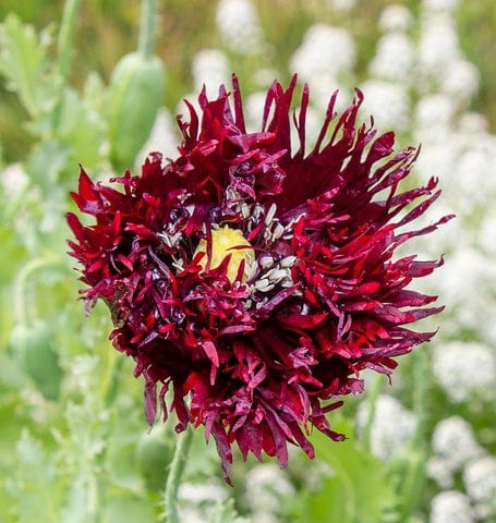 Poppy Black Swan - West Coast Seeds