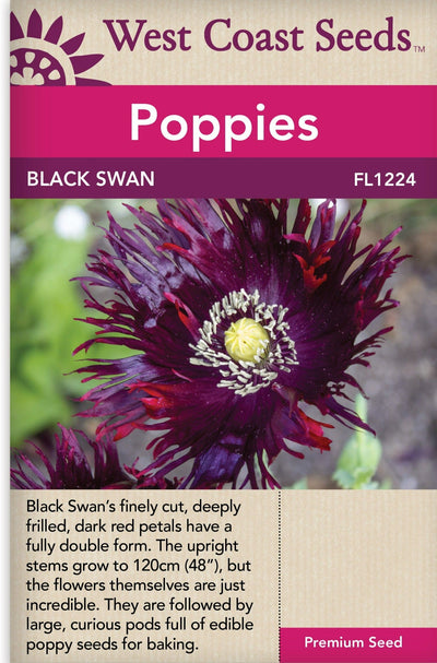 Poppy Black Swan - West Coast Seeds