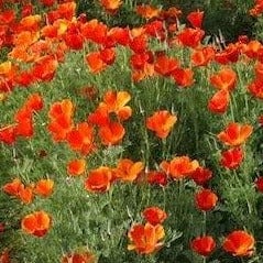 Poppy California Mikado - Cornucopia Seeds 