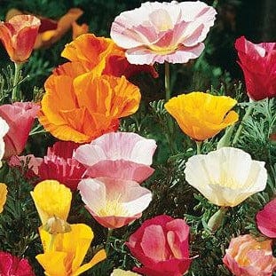 Poppy California Sunset Mix - Burpee Seeds