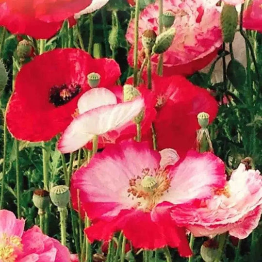 Poppy Falling in Love - McKenzie Seeds