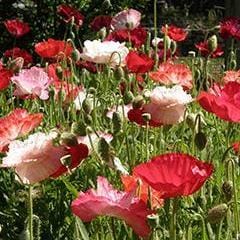 Poppy Falling in Love - Renee's Garden
