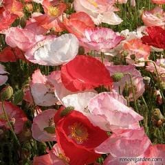 Poppy Falling in Love - Renee's Garden